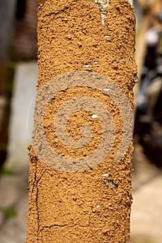 Termite soil sheeting on a tree trunk