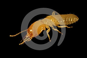 Termite. Soldier. Macro