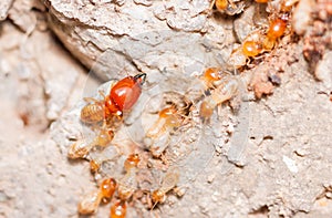 Termite