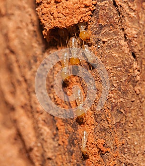 Termite team close up