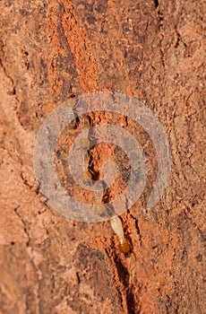 Termite team close up