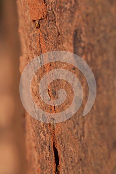 Termite team close up