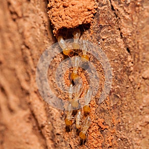 Termite team close up