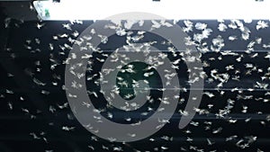 Termite, Termes, Order Isoptera, Family Termitidae and light