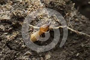 Termite and Termite mound on nature background in and Southeast Asia.