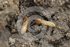 Termite and Termite mound on nature background in and Southeast Asia.