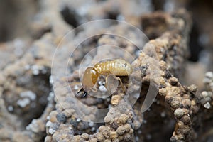 Termite and Termite mound on nature background.