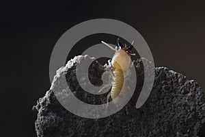 Termite and Termite mound on nature background.