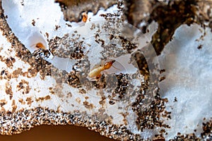 Termite, termite nest, white ant