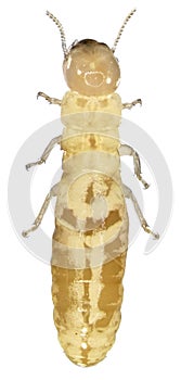 Termite