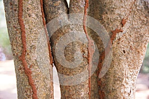 Termite tracks on tree trunk, Pondicherry, India
