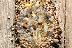 Termite in the tunnel