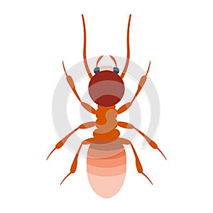 Termite vector illustration. Termite on white background.Termite flat illustration. Termite isolated vector.