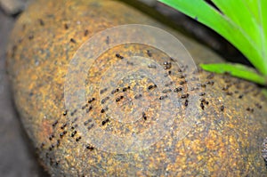 Termite walking on old log