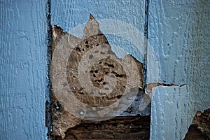 Termite and weather damage done to siding