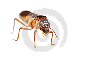 Termite white ant isolated