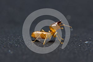 Termite on white background