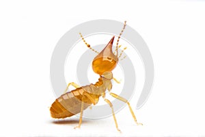 Termite on white background