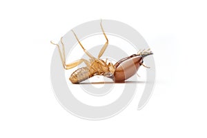 Termite on white background in Thailand.