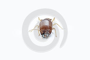 Termite on white background in Thailand.