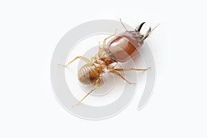 Termite on white background in Thailand.