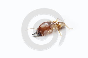 Termite on white background in Thailand.