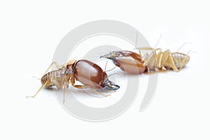 Termite on white background in Thailand.