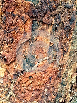 Termite wood