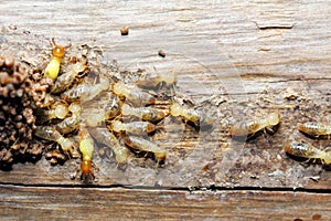 Termite on wood background