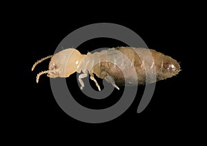 Termite. Worker. Macro