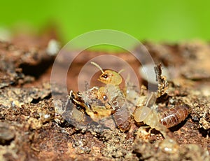 Termite