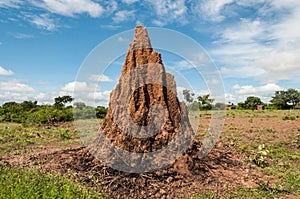 Termitero photo
