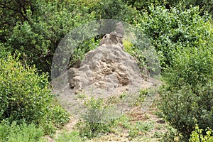 Termites anthill in Tanzania