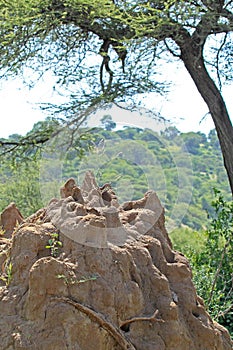 Termites anthill under an acacia tree