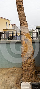 Termites attacking a Coconut palm tree as seen in Lekki Lagos Nigeria