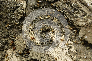 Termites Colony