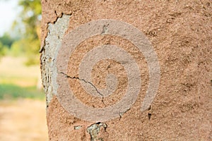 Termites cover tree bark earth making termite mound.