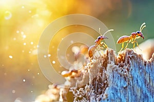 Termites crawling on wood in a house, causing damage and infestation