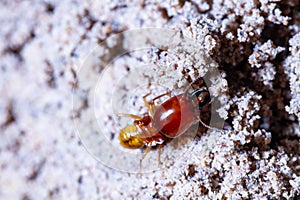 Termites damage home