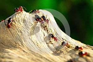 Termites degrade plants or wood