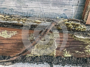 Termites destroy wood