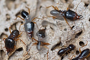 Termites destroying wood from the ground