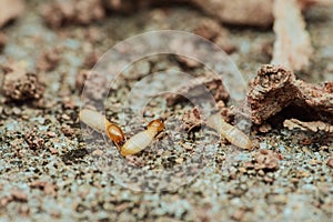 Termites destroying wood in house, causing structural damage