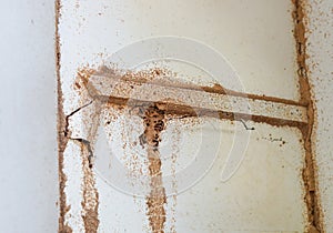 Termites destroying wood inside the wall photo