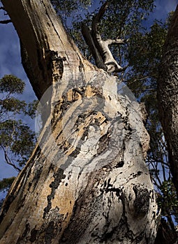 Termites determine survival