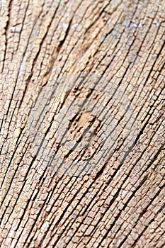 Termites devour timber