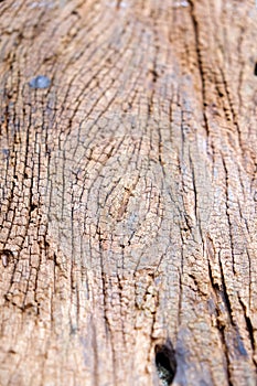 Termites devour timber