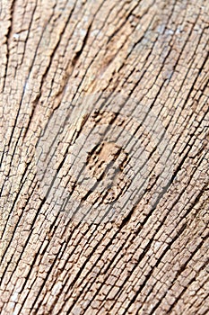 Termites devour timber photo