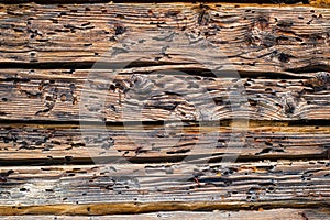 Termites eat old and decayed wooden planks