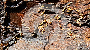 Termites eat wood